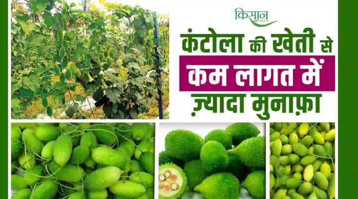 Kantola Ki Kheti: कंटोला की खेती बन रही है किसानों की नई आमदनी का स्रोत, जानिए इसकी खेती कैसे करें