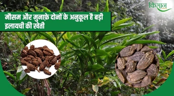 Large cardamom cultivation बड़ी इलायची की खेती