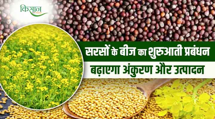 Mustard Seed सरसों के बीज