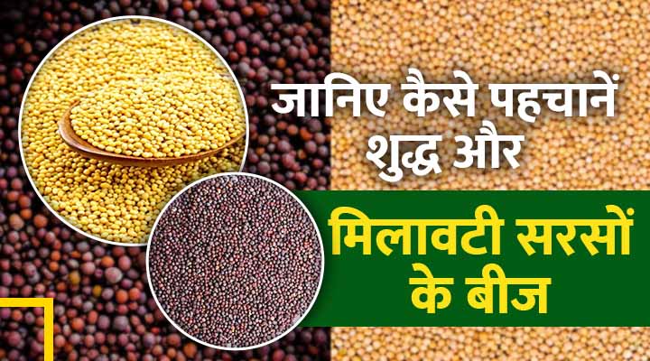 Mustard Seed सरसों के बीज