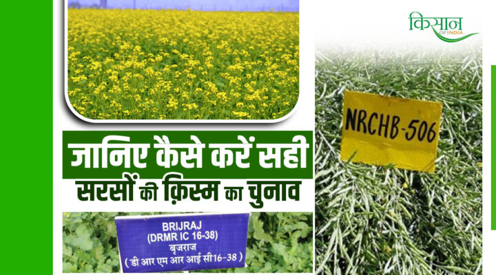 Mustard Variety सरसों की क़िस्म