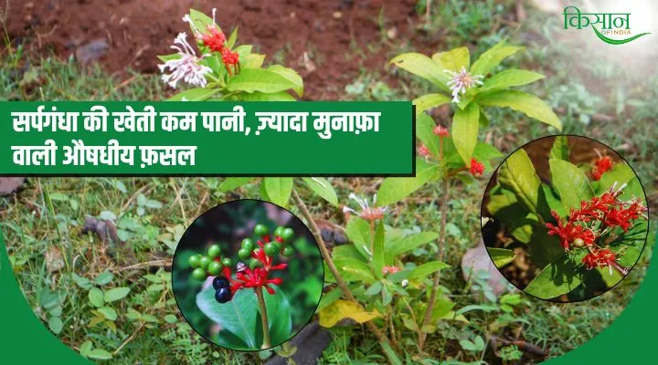 Sarpagandha Ki Kheti सर्पगंधा की खेती