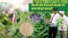 Sesame Cultivation तिल की खेती