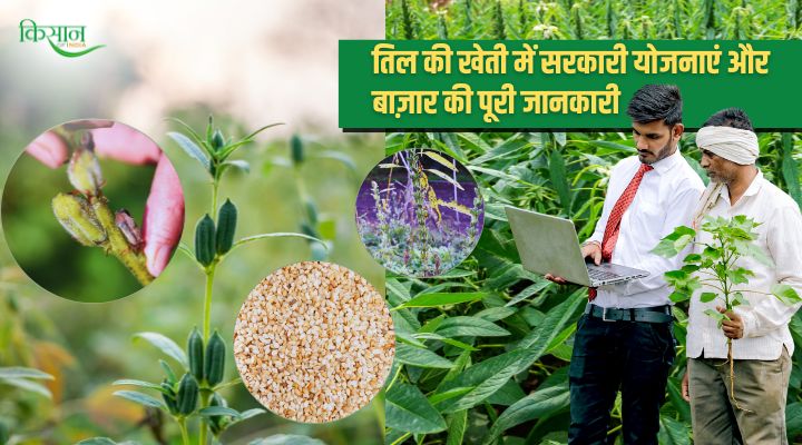 Sesame Cultivation तिल की खेती