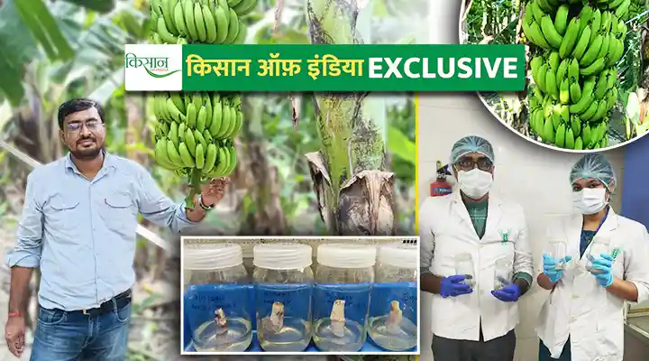 Tissue Culture Technique Banana Cultivation