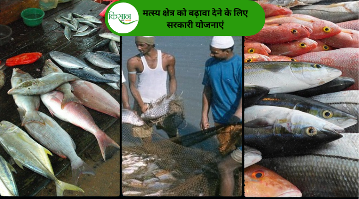 Government Schemes For Fisheries Sector: मत्स्य क्षेत्र को बढ़ावा देने के लिए सरकारी योजनाएं और मछुआरों की आय में बढ़ोत्तरी