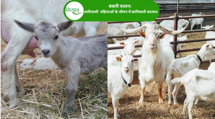 Goat Farming In Tribal Areas: आदिवासी क्षेत्रों की महिलाओं में बकरी पालन बना आत्मनिर्भर बनाने में अहम ज़रिया