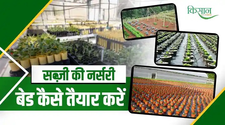Vegetable Nursery Guide: सब्ज़ी की नर्सरी और बेड कैसे तैयार करें? प्रबंधन की पूरी और आसान जानकारी