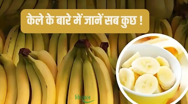All About Bananas: स्वादिष्ट फल से लेकर स्वास्थ्य और खुशहाली का प्रतीक है केला