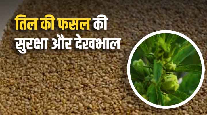 Sesame Cultivation: जानिए तिल की फसल में लगने वाले प्रमुख रोग और उनका प्रबंधन कैसे करें