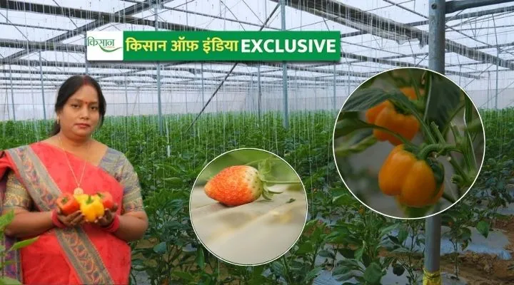 पॉलीहाउस में स्ट्रॉबेरी और शिमला मिर्च की खेती Cultivation of strawberry and capsicum in polyhouse