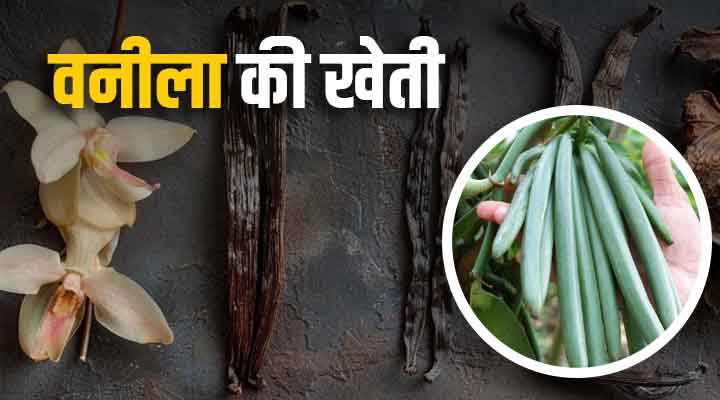 Vanilla Cultivation: वनीला की खेती किसानों के लिए फायदेमंद, महंगी फसलों में से एक से पाएं बंपर मुनाफा