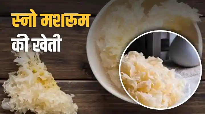 Snow Mushroom: कई तरह के पोषण तत्व और हाइड्रेटिंग गुण से भरपूर है स्नो मशरूम, किसानों के लिए फायदेमंद खेती