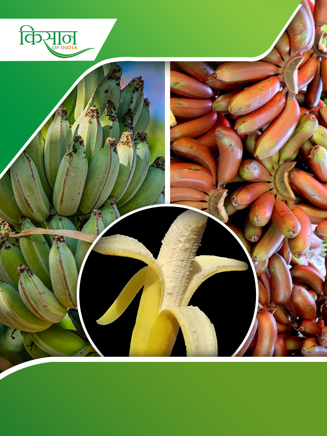 Bananas: केले के बारे में इन फैक्ट्स को नहीं जानते होंगे आप