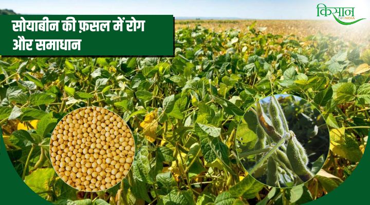 Diseases in soybean crop सोयाबीन की फ़सल में रोग