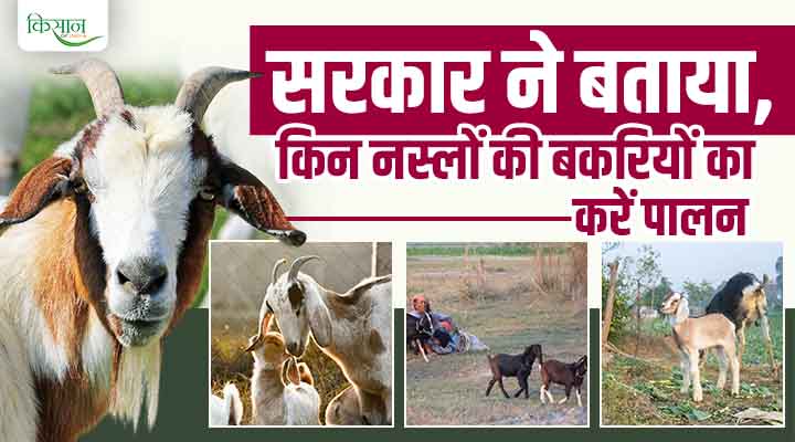 Promotion Of Goat Farming: बिहार में बकरी पालन को बढ़ावा, ब्लैक बंगाल और जमुनापारी नस्ल से मिलेगा अच्छा मुनाफ़ा