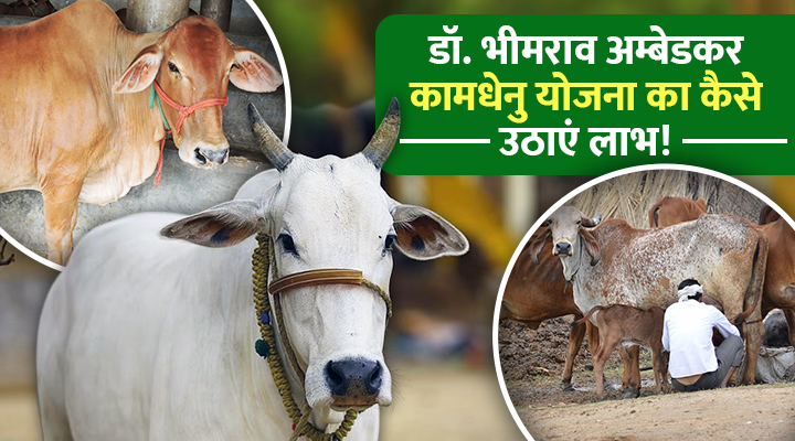 Dr. Bhimrao Ambedkar Kamdhenu Scheme: डॉ. भीमराव अंबेडकर कामधेनु योजना डेयरी किसानों के लिए सुनहरा मौका, ऐसे उठाएं स्कीम का लाभ