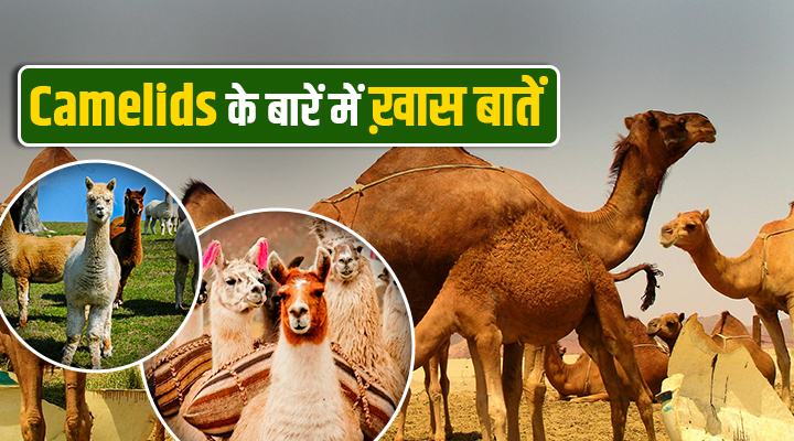 Camelids: मरुस्थल से लेकर पहाड़ों तक के अनसुने हीरो, कैमलिड्स के बारें में नहीं जानते होंगे ये बातें