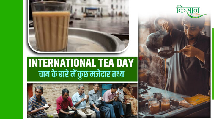 International Tea Day : चाय की महक से जुड़ी अनोखी दास्तां, जानें एक प्याली में छुपी कितनी बड़ी अर्थव्यवस्था