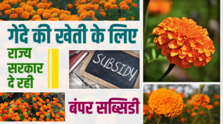 Subsidy On Marigold Cultivation: बिहार सरकार की बड़ी पहल, गेंदे की खेती पर किसानों को मिलेगी 50 फीसदी सब्सिडी