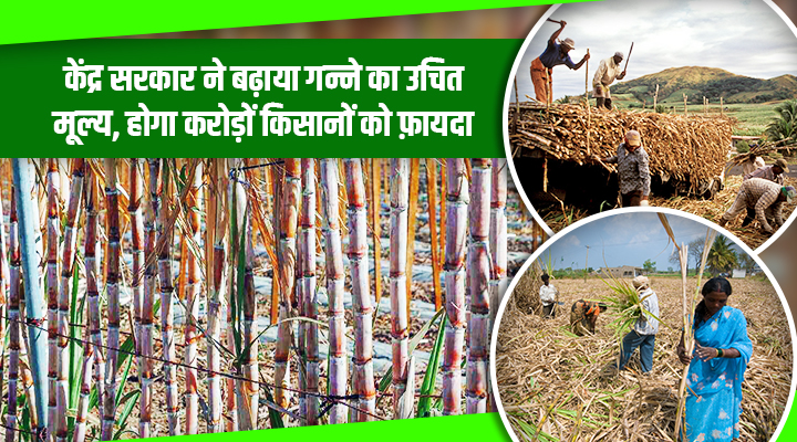 Good News For Sugarcane Farmers: सरकार ने गन्ना किसानों को दिया तोहफ़ा, उचित और लाभकारी मूल्य बढ़ाया