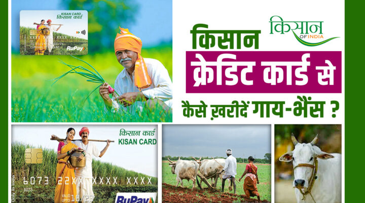 Pasu Kisan Credit Card : गाय-भैंस से लेकर मुर्गी तक, पशु किसान क्रेडिट कार्ड से लोन लेकर बढ़ाएं अपनी आय