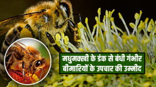 The Magic of Honey Bees: एड्स और कैंसर जैसी ख़तरनाक बीमारी का इलाज छुपा है इनके डंक में! रिसर्च में खुलासा