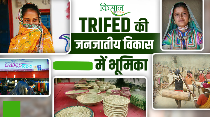 TRIFED: ट्राइफेड है भारत के आदिवासियों के विकास का सशक्त स्तंभ, जानिए जनजातीय विकास में इसकी भूमिका