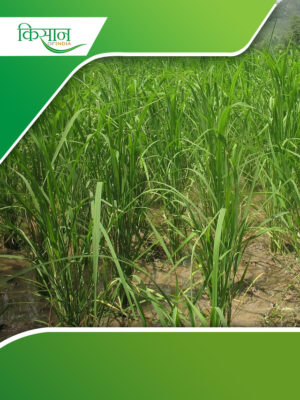 Grass cultivation Cover