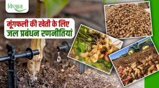 Groundnut Cultivation मूंगफली की खेती