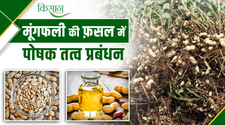 Groundnut Cultivation मूंगफली की खेती