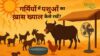 Heat Stress In Livestock गर्मी में पशुओं को हीट स्ट्रेस