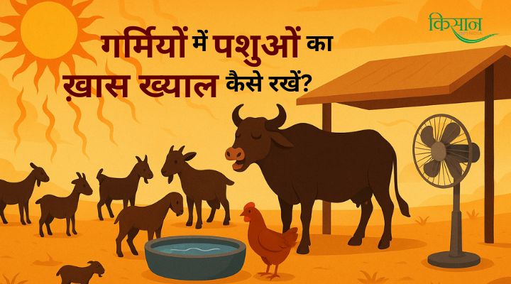 Heat Stress In Livestock गर्मी में पशुओं को हीट स्ट्रेस