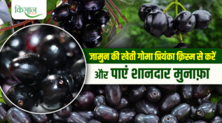 Jamun Variety Goma Priyanka जामुन की क़िस्म गोमा प्रियंका