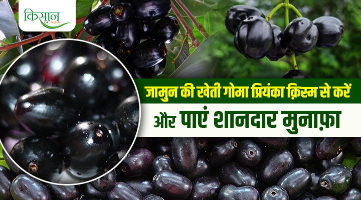 Jamun Variety Goma Priyanka जामुन की क़िस्म गोमा प्रियंका