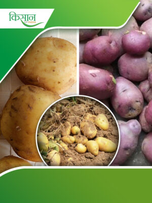 La Bonnotte potato Cover