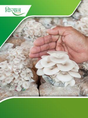 Mushroom Cover