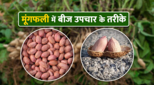 Seed Treatment बीज उपचार