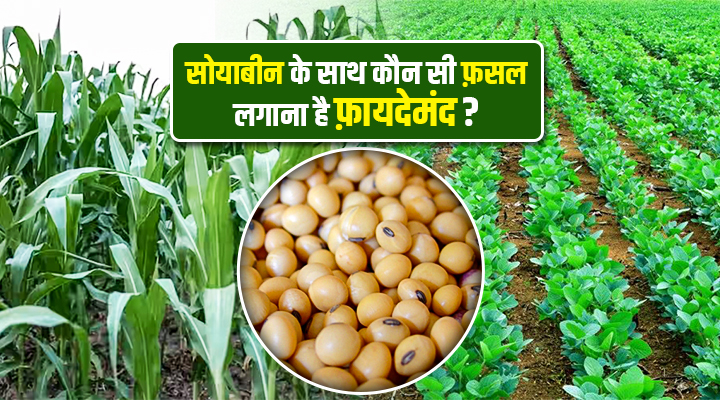 Soybean Cultivation सोयाबीन की खेती