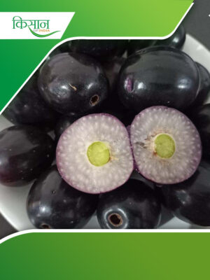 jamun variety Cover