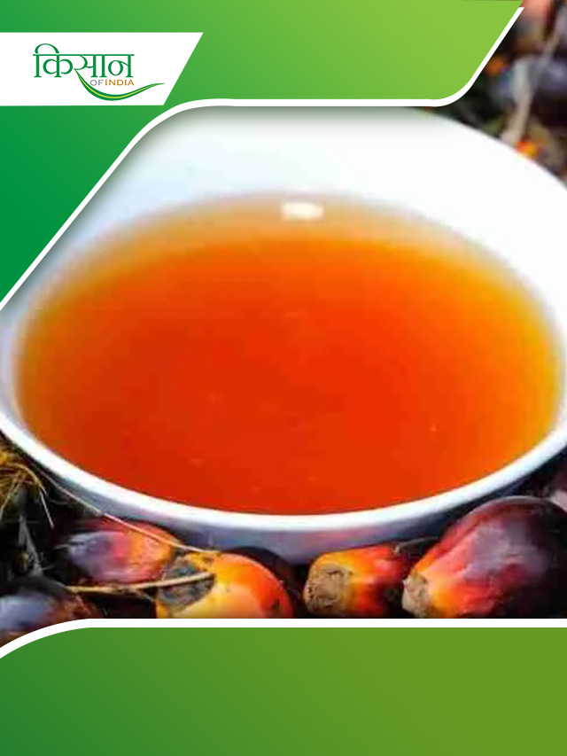 Oil Palm: तेल समेत पत्ते और स्टेम बिज़नेस से भी किसान कमाएं मुनाफ़ा