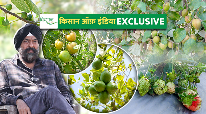 अंजीर और स्ट्रॉबेरी की खेती Cultivation of Figs and Strawberries