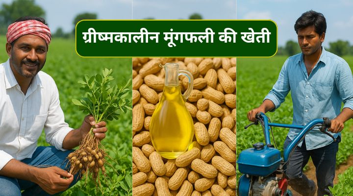 ग्रीष्मकालीन मूंगफली की खेती (Groundnut Cultivation)