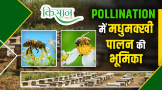 मधुमक्खी पालन beekeeping