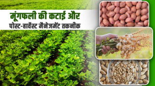 मूंगफली की कटाई Groundnut Harvesting