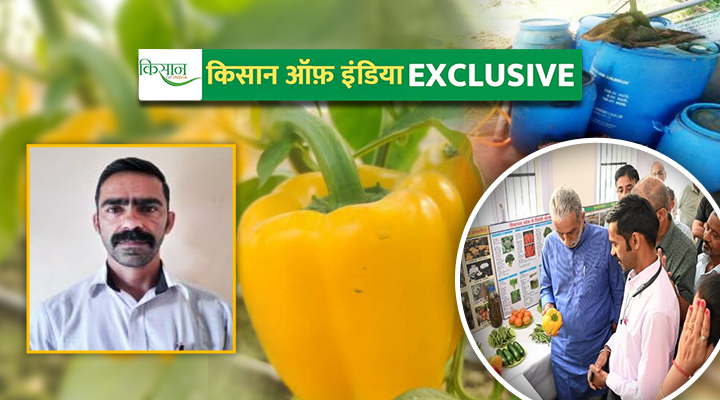 रंगीन शिमला मिर्च की खेती Cultivation of colorful capsicum