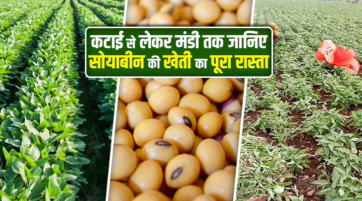 सोयाबीन की कटाई Soybean Harvesting