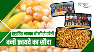 हाइब्रिड मक्का के बीज hybrid maize seeds