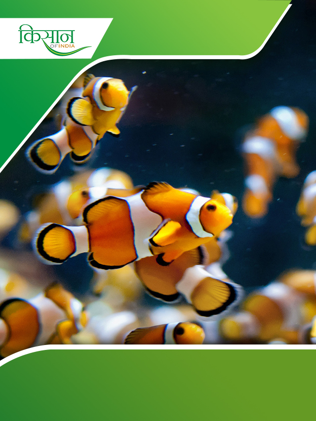 Clownfish (Finding Nemo) के बारें में कुछ मजे़दार फैक्ट्स