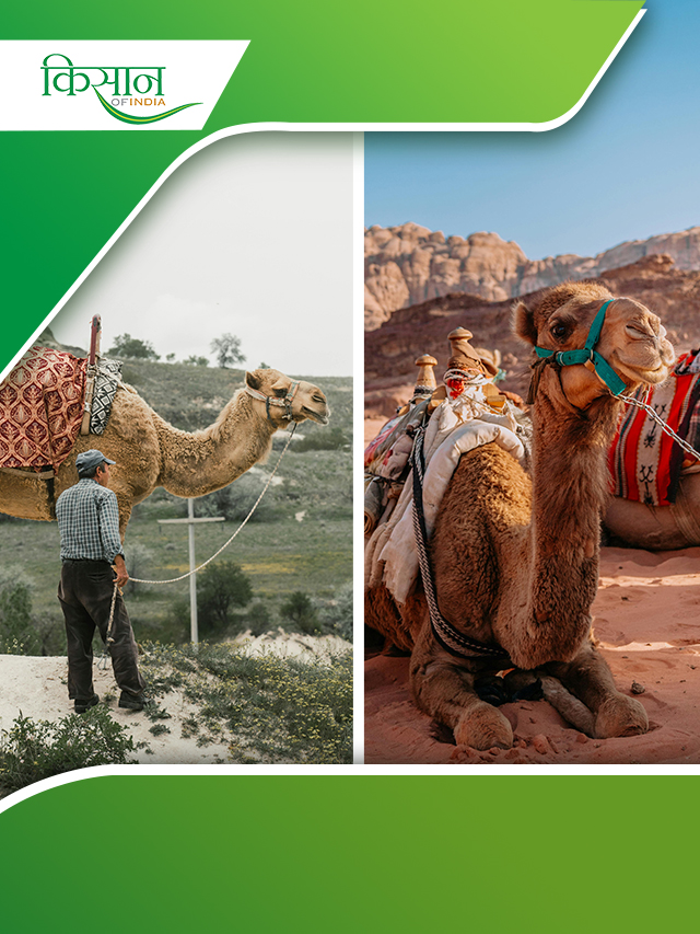 रेगिस्तानी योद्धा ड्रोमेडरी ऊंट (Dromedary Camel) के बारें अहम बातें